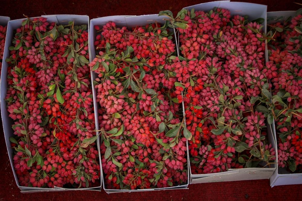 Photograph by Mansouri Mohammad mahdi