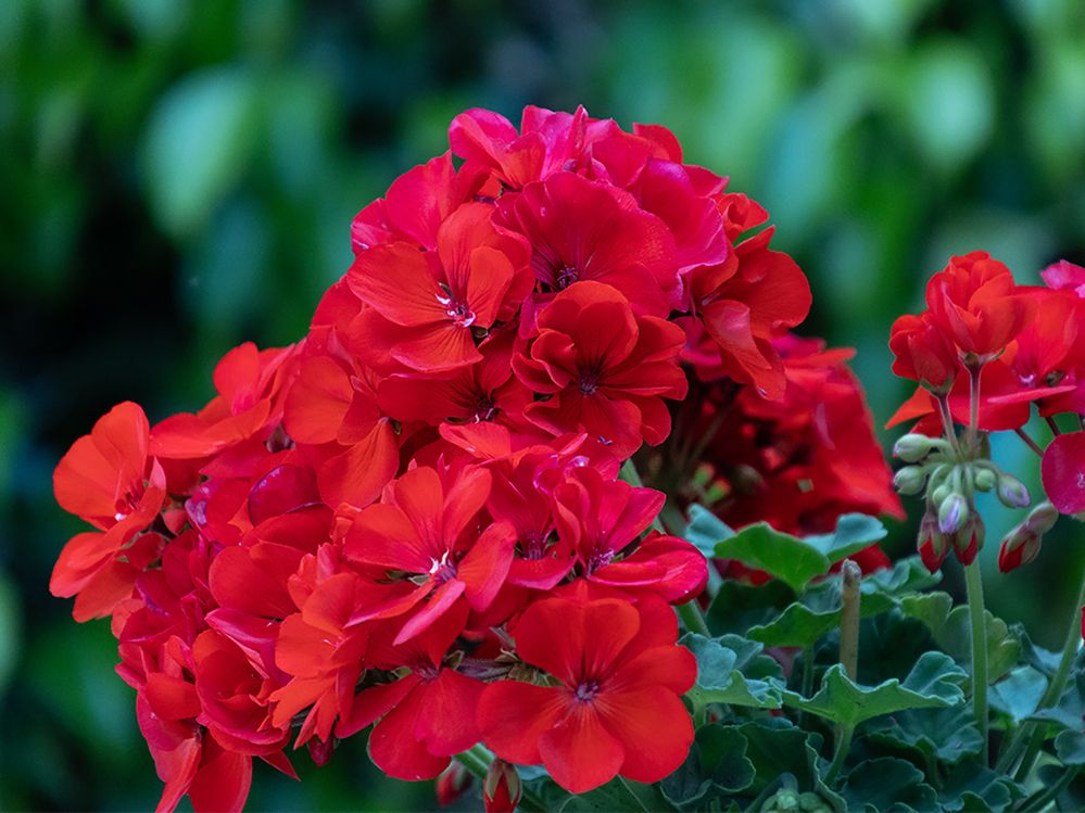 Photograph by Lev Tsenter