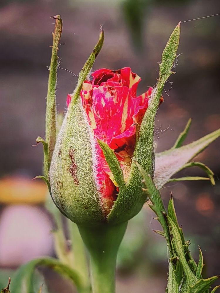 Photograph by Арина Черникова