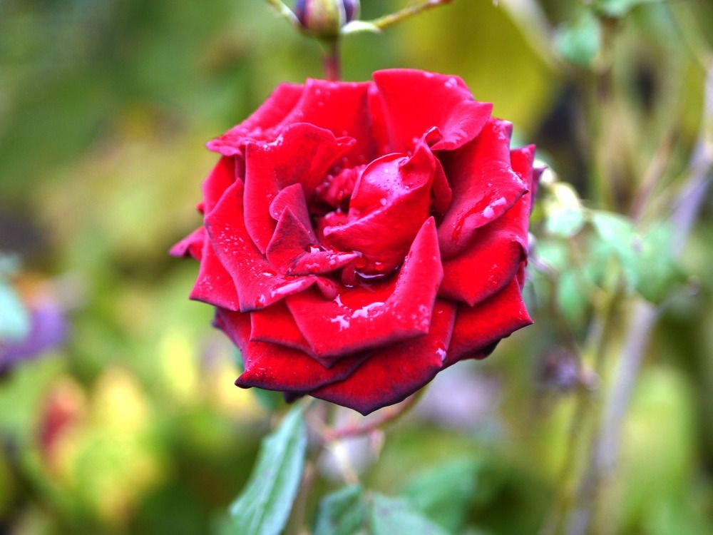 Photograph by Володимир Федишин