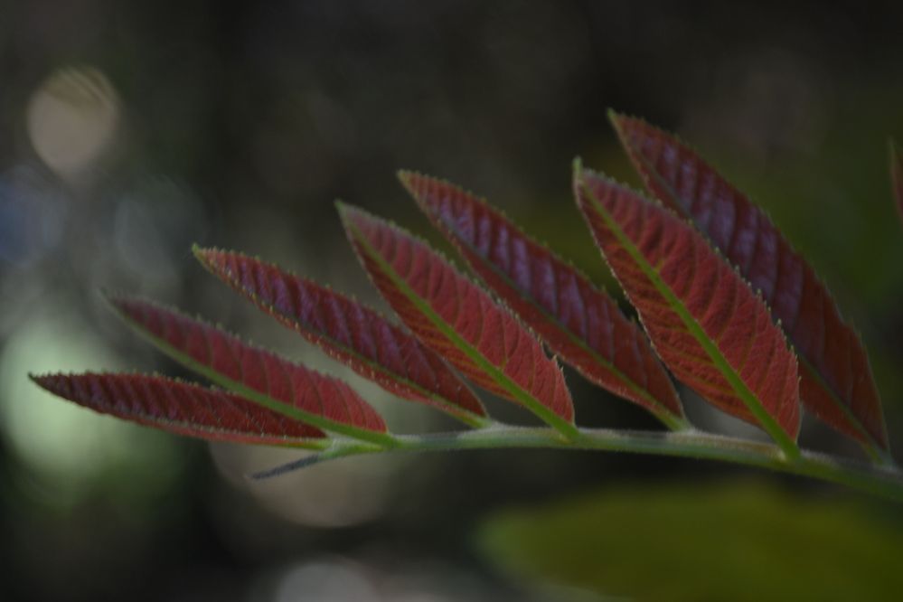 Photograph by Gildo de Campos Correa