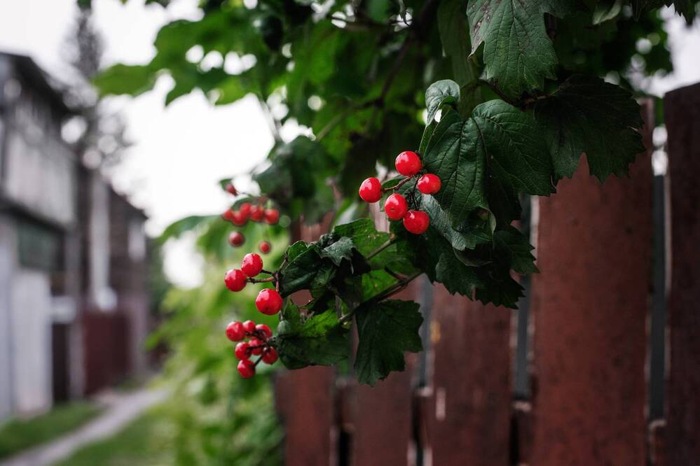 Photograph by Ирина Стоянкова