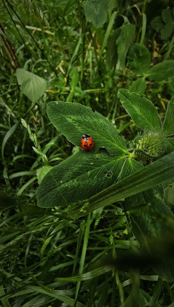 Photograph by Степан Макрушин