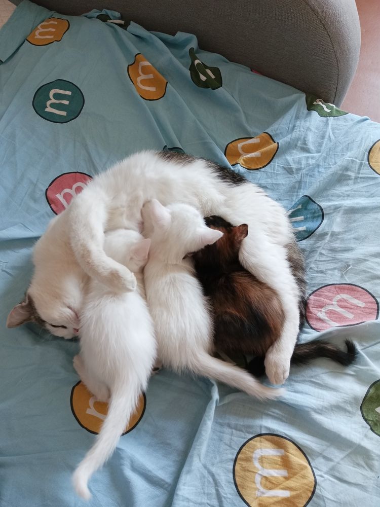 Фотография автора Неля Кочурова