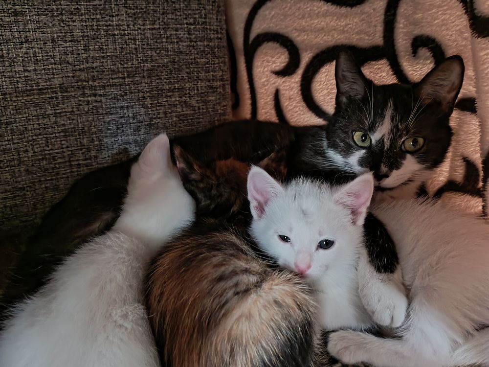 Фотография автора Неля Кочурова