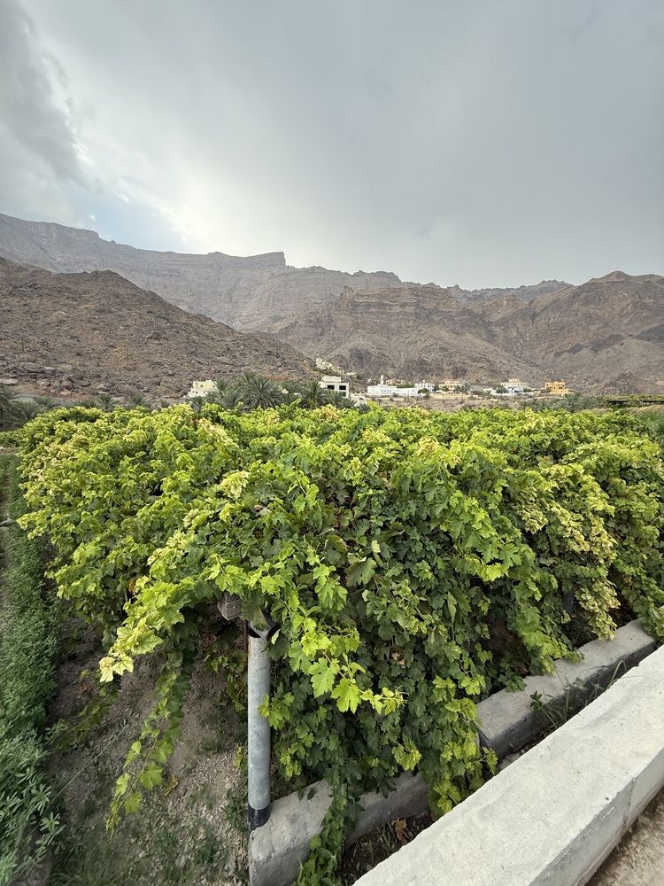 Photograph by Waleed Yousuf Alwahaibi