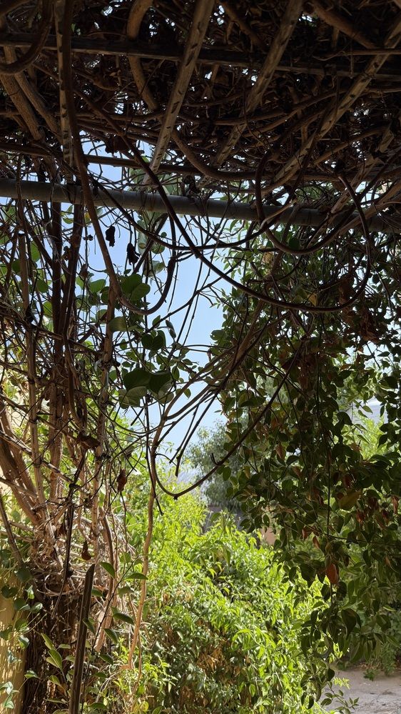 Photograph by Waleed Yousuf Alwahaibi