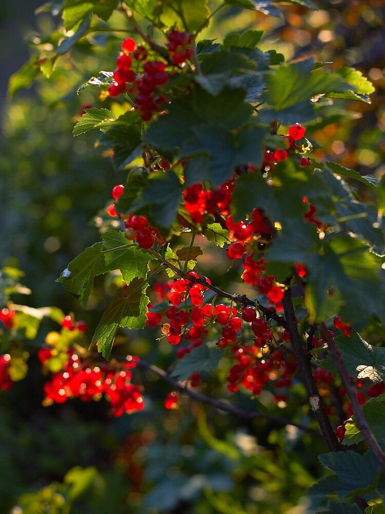 Photograph by Наталья Шевелева