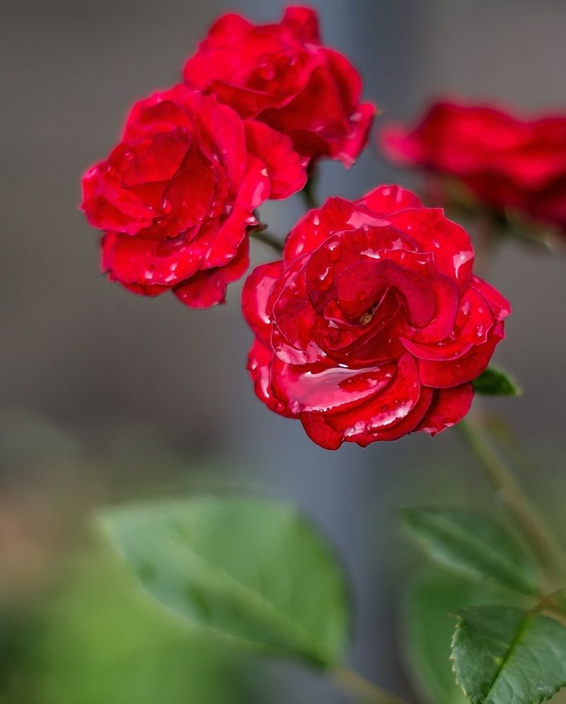 Photograph by Юлия