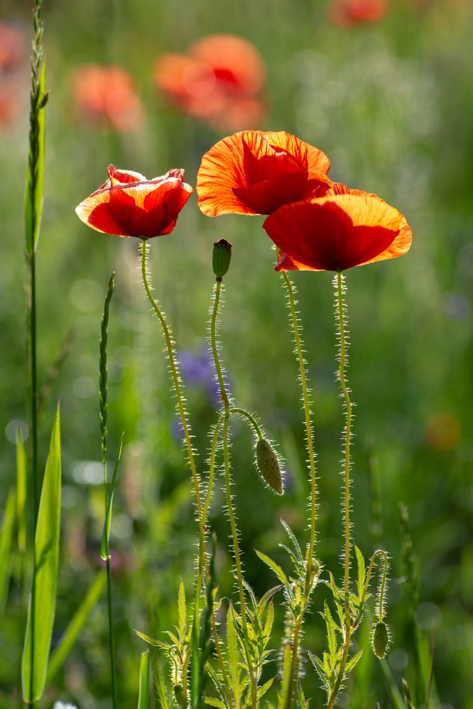 Photograph by Александра Плискова
