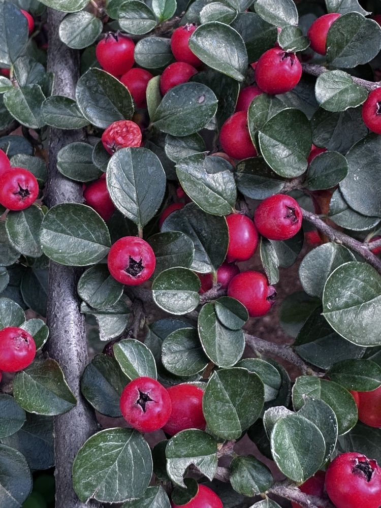 Photograph by Елена Наумова