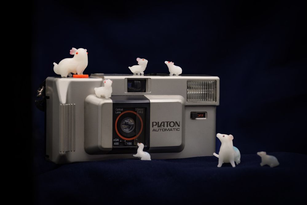 Little mice become photographers.