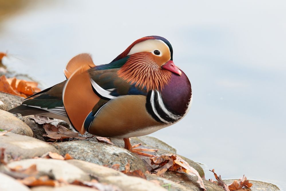 Селезень мандаринки (Aix galericulata)