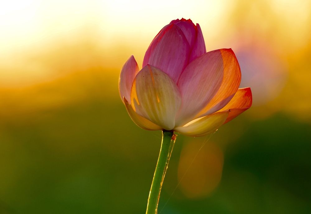 Фотография автора Голубков Леонид