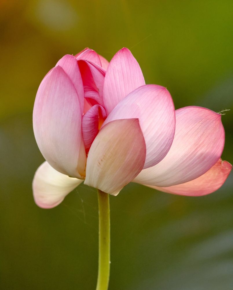 Фотография автора Голубков Леонид