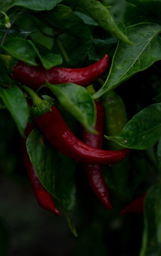 Photograph by Анастасия