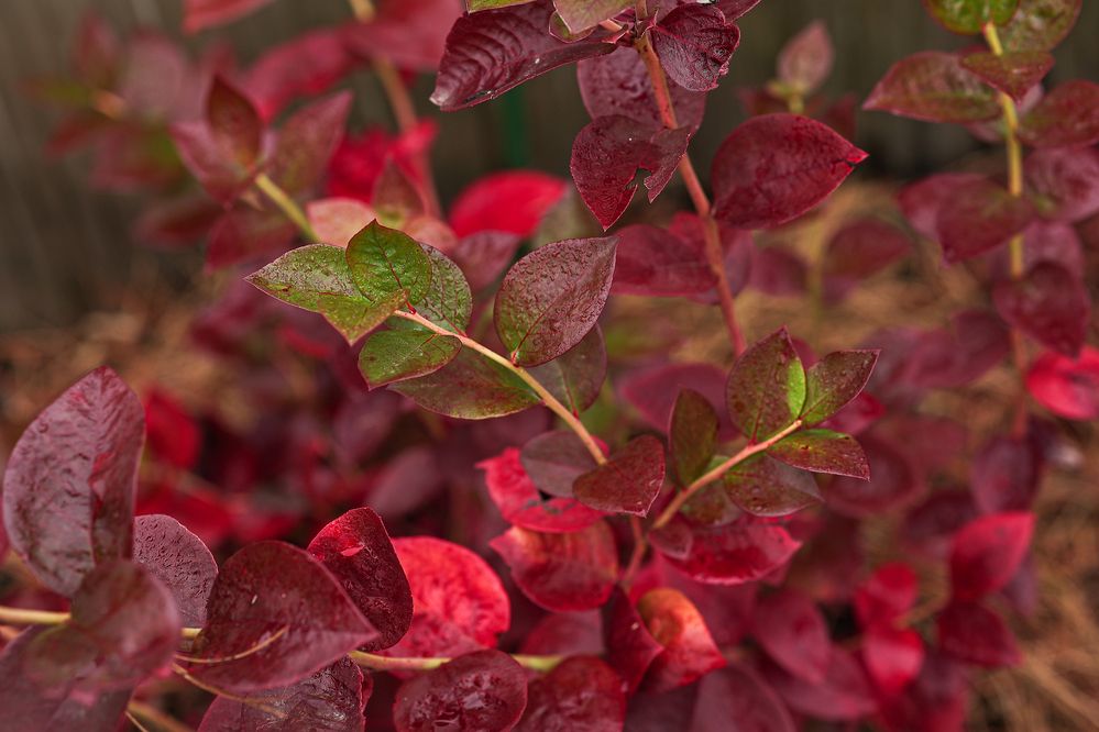 Photograph by Елена Одынец