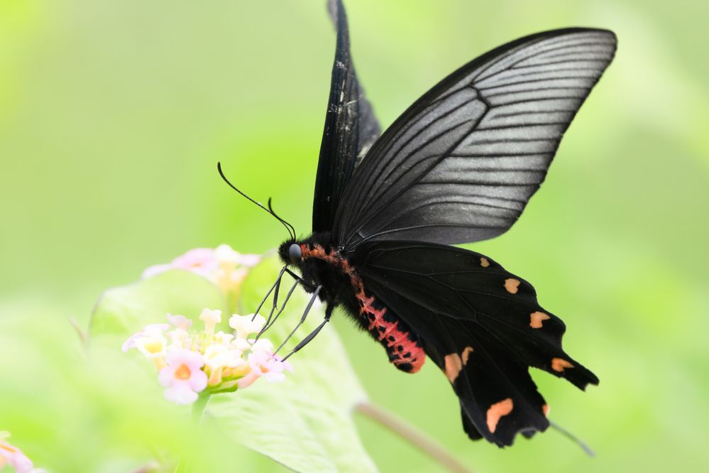 Photograph by KOHAGI