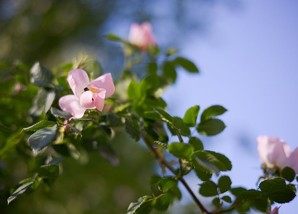 Photograph by Ирина