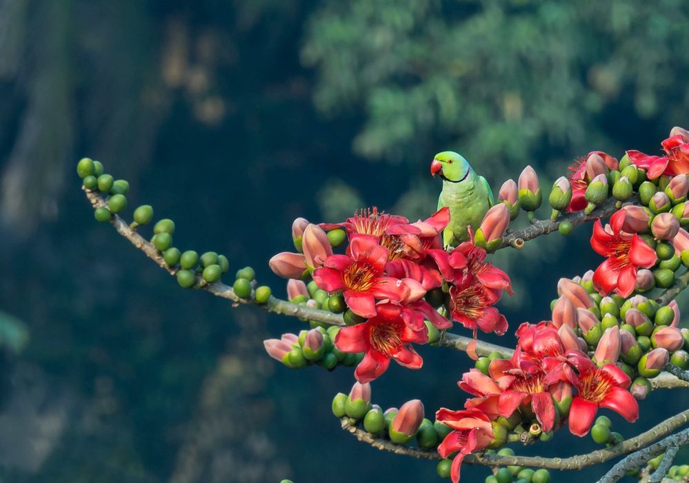 Photograph by Bikash Debnath