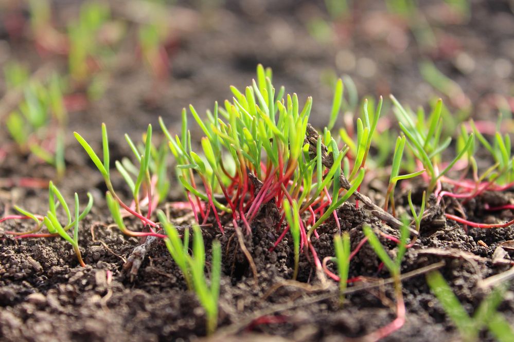 Photograph by Светлана Шубина