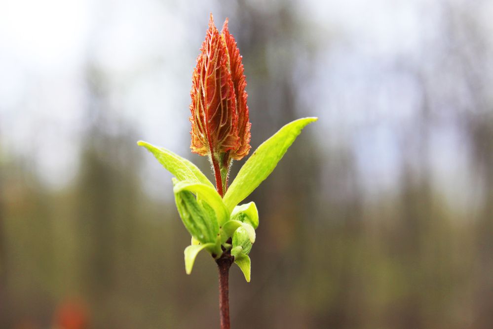 Photograph by Светлана Шубина