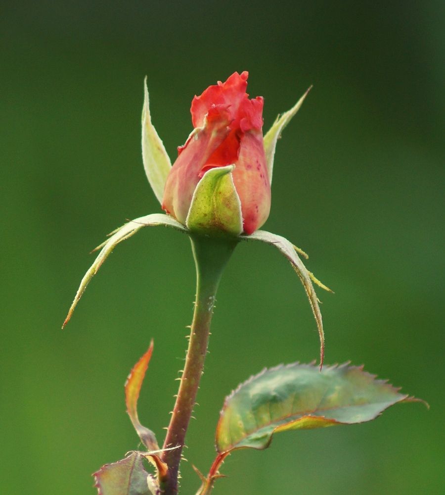 Photograph by Светлана Логинова