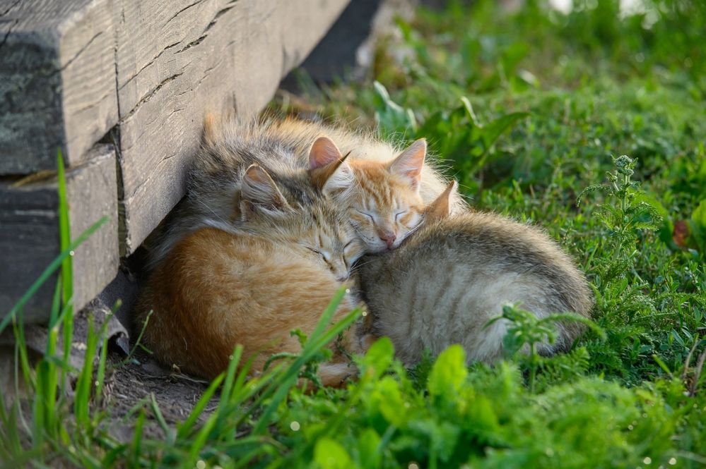 Photograph by Roman Dmitriev