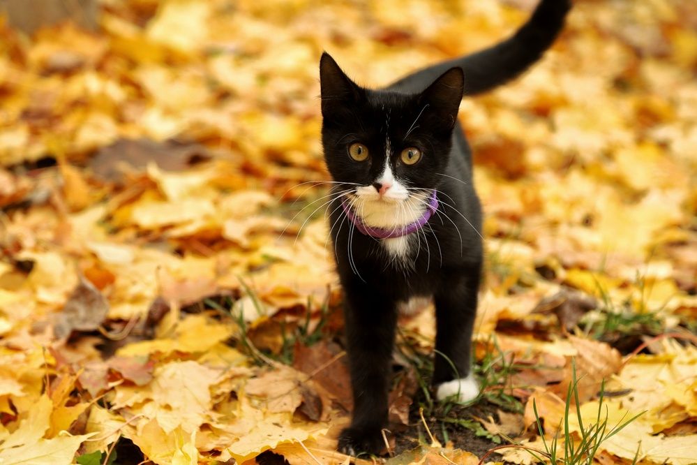 Фотография автора Роман Савин