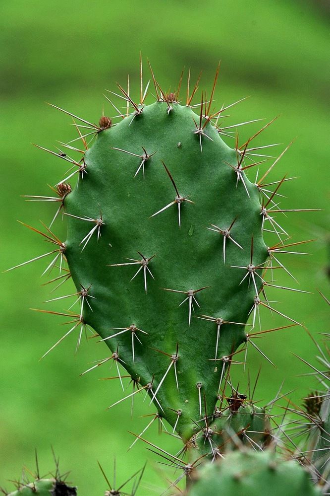 Фотография автора NARAYAN PATEL