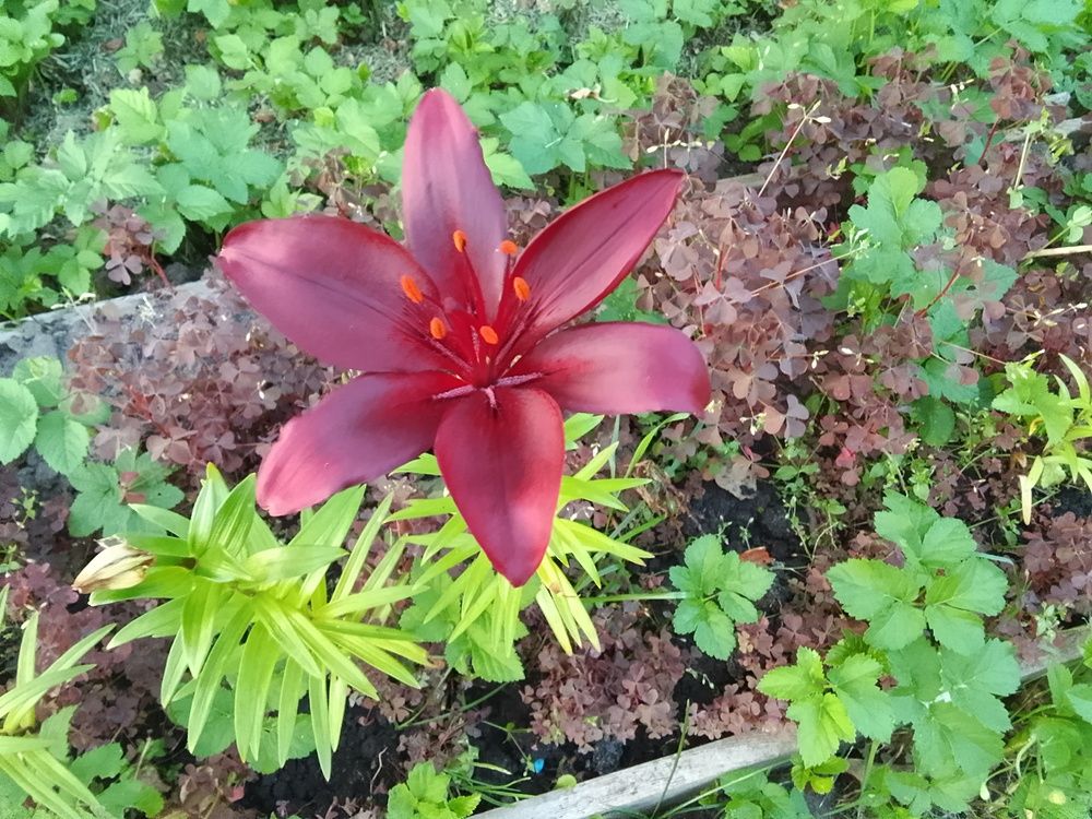 Photograph by Азаренкова Ирина