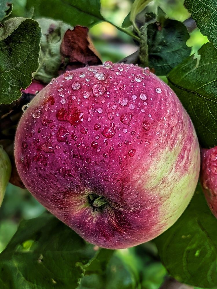 Photograph by Любовь Колмакова