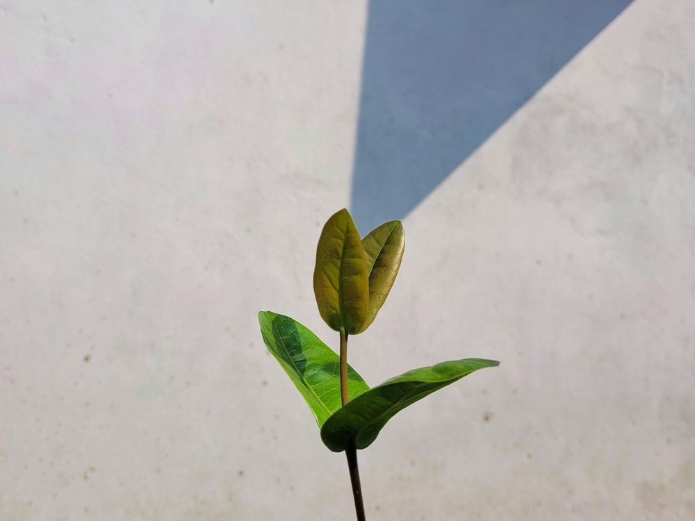Photograph by Dipu chakraborty