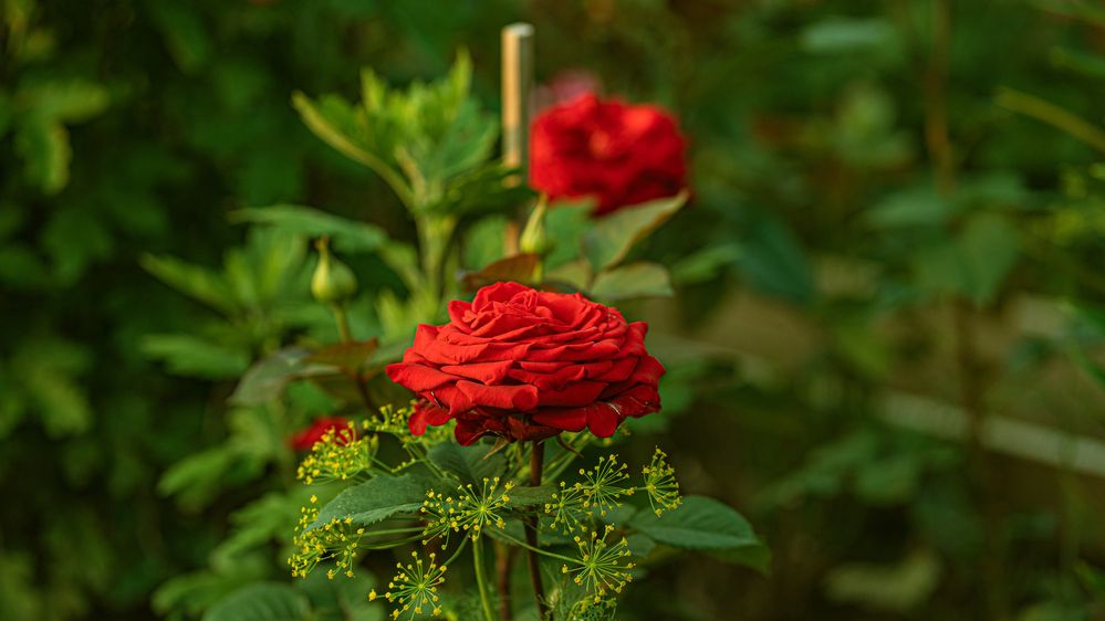 Photograph by Галина Искандарова