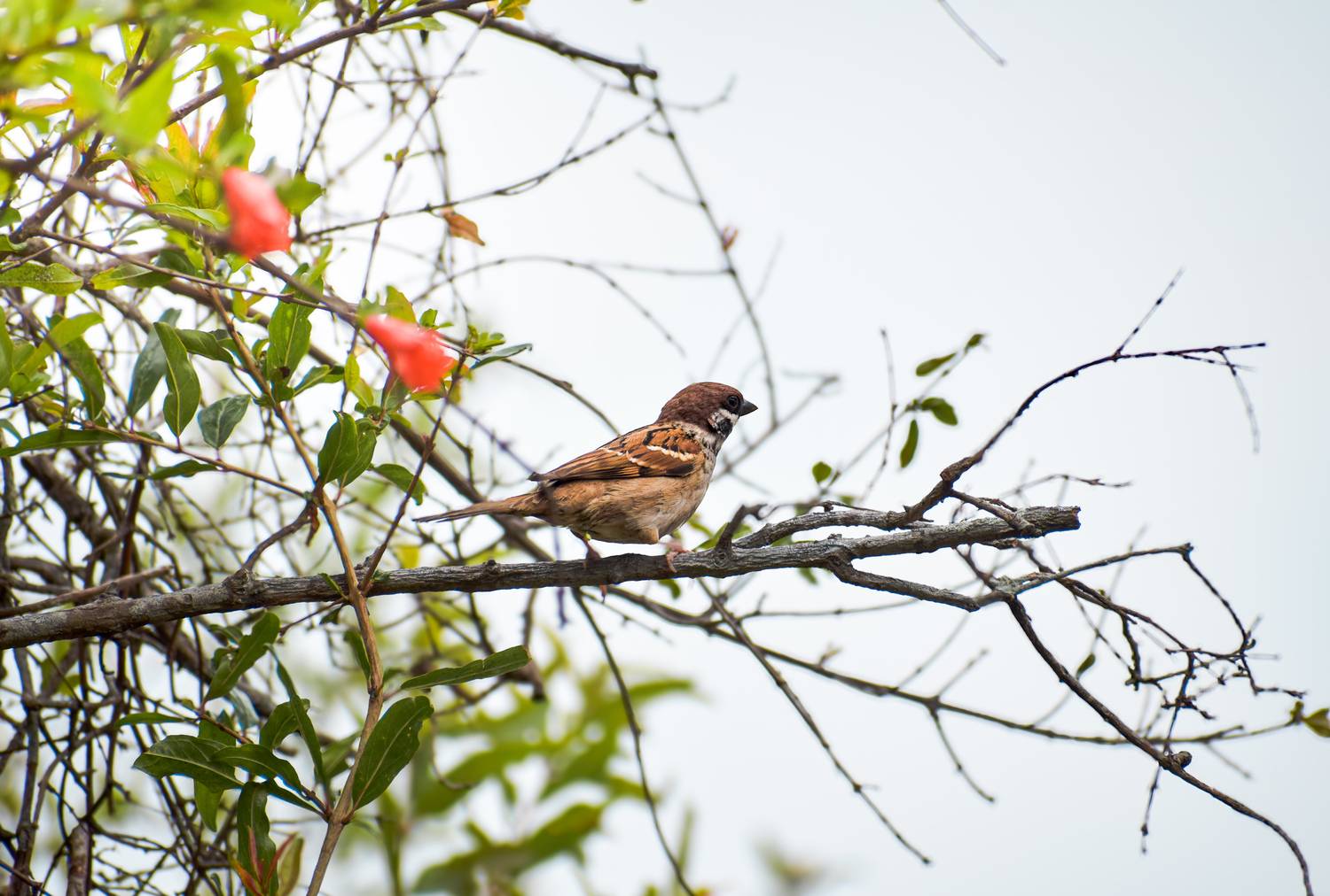 Little Birdie