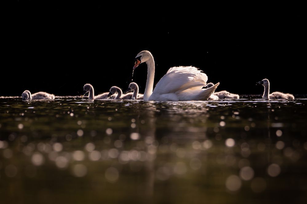 Photograph by Алёна Газукина