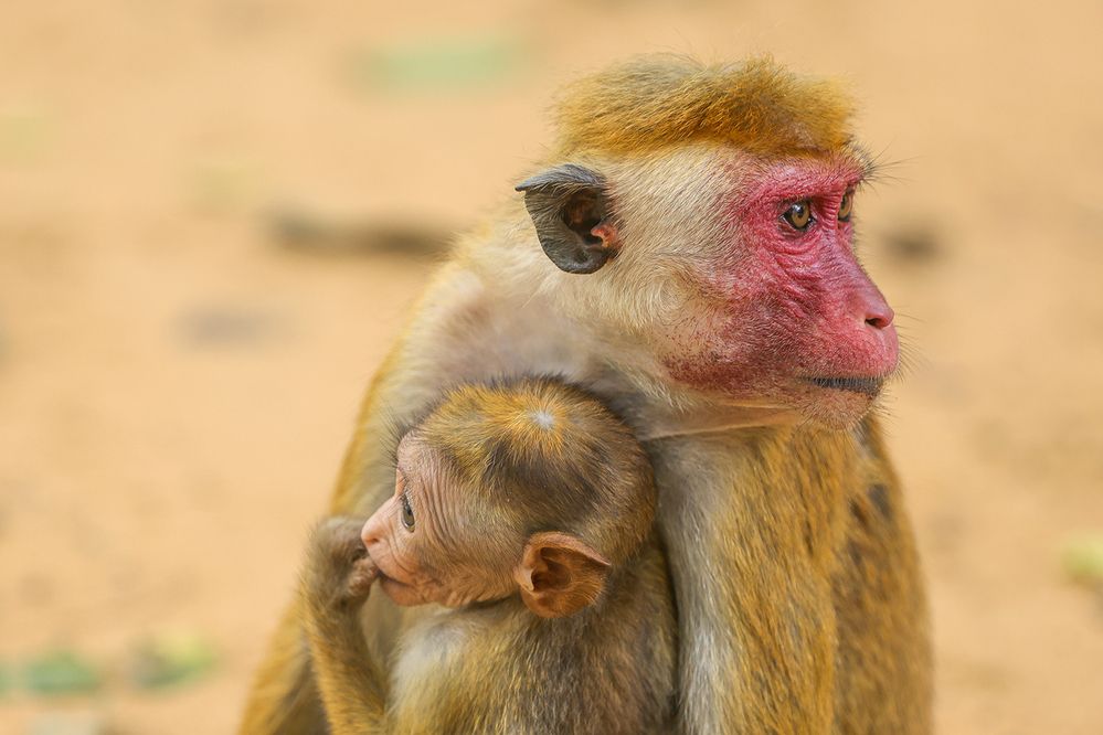Фотография автора Manjula Perera