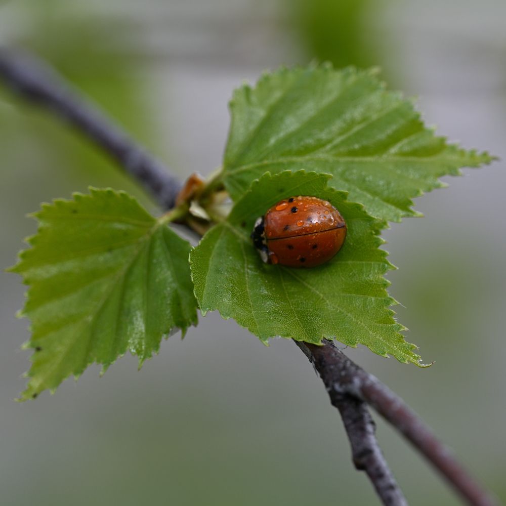Фотография автора Dmitry BESPAMIATNYI