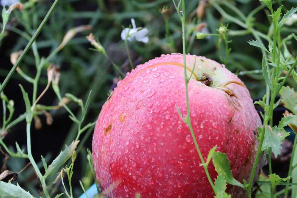 Photograph by Екатерина Александровна