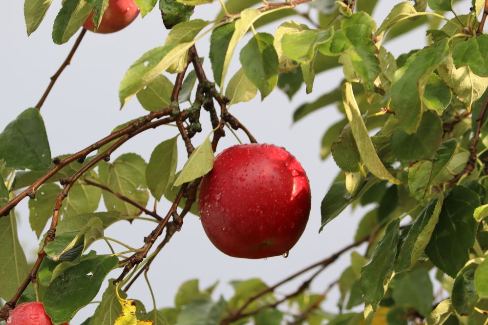 Photograph by Екатерина Александровна