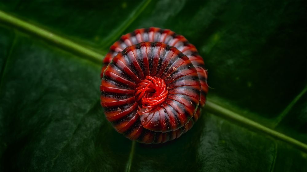 Photograph by ashok manjanath