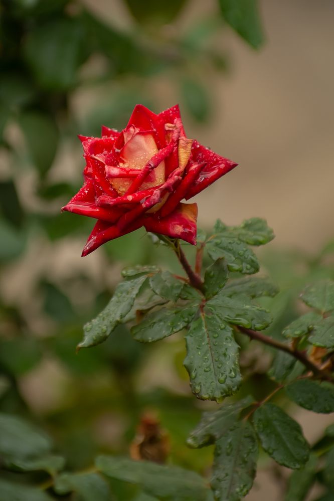 Photograph by Галина Григорьева