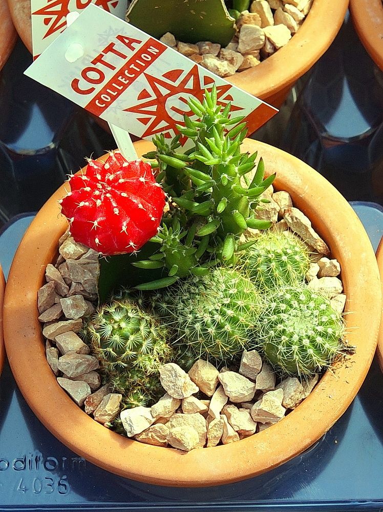 Фотография автора АЛЕКСАНДР ЦЫГЕЛЬНЮК