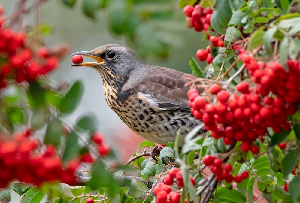 Photograph by Gurdina Lena