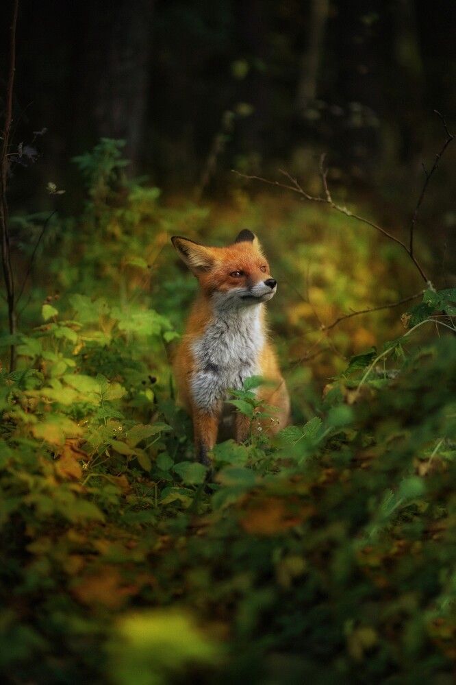 Photograph by Татьяна Максакова