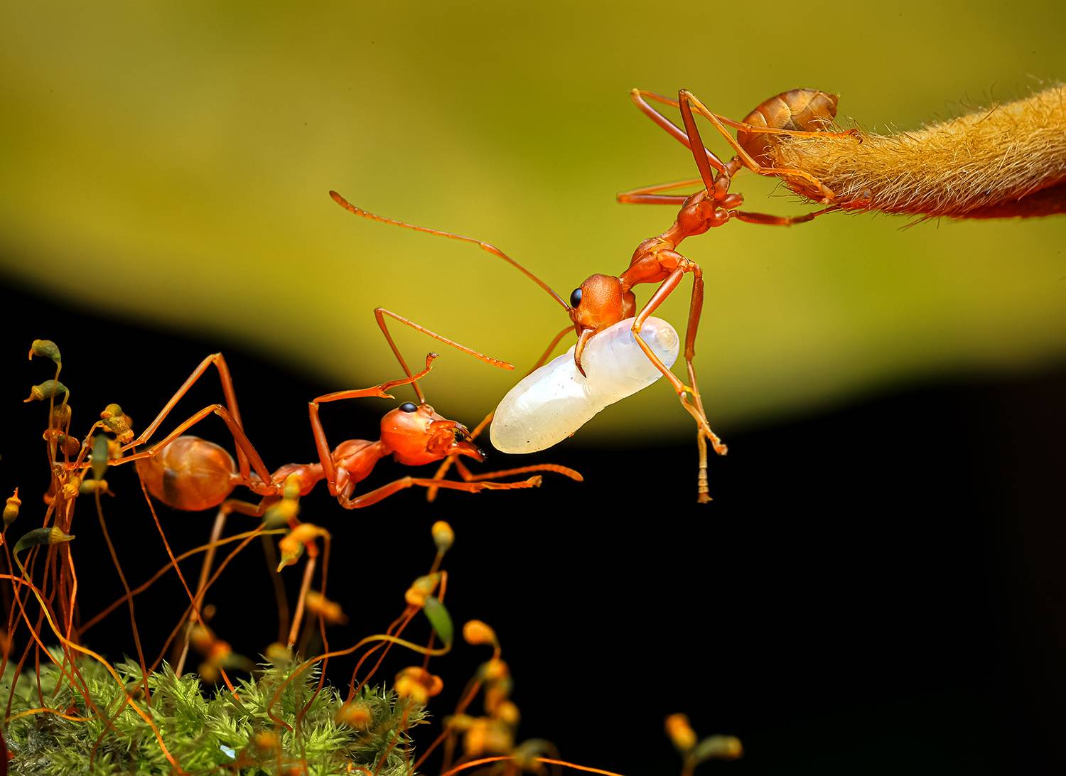 yellow ants move their offspring together