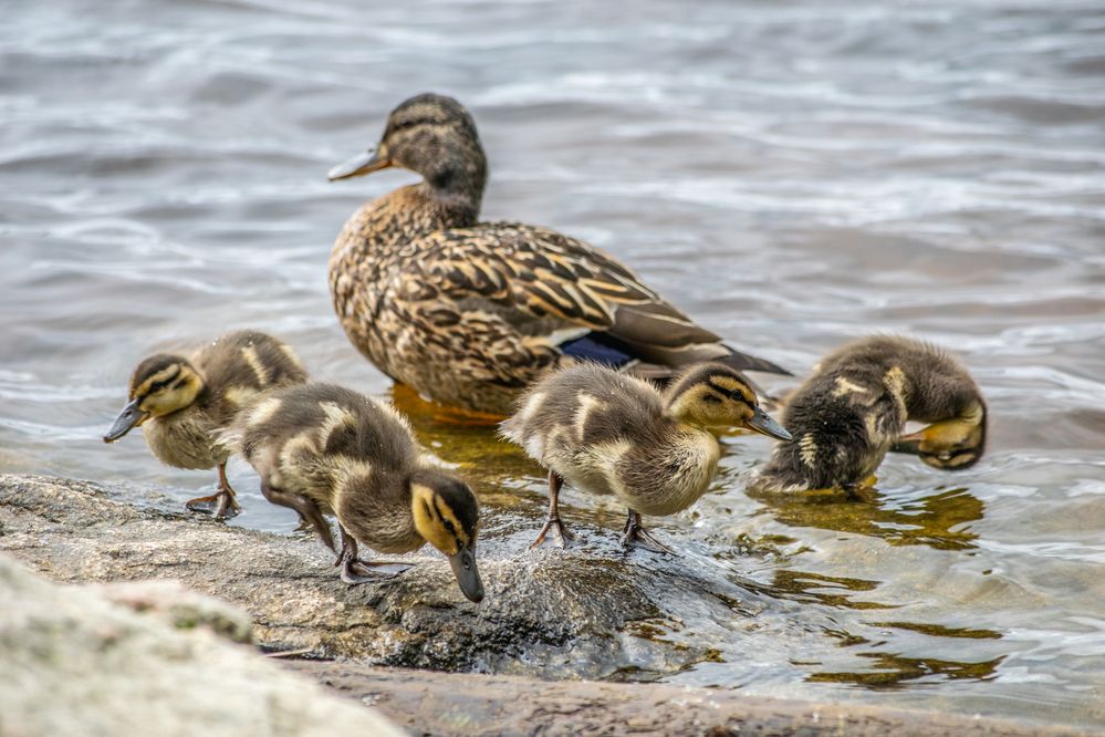Photograph by Дмитрий Анисимов