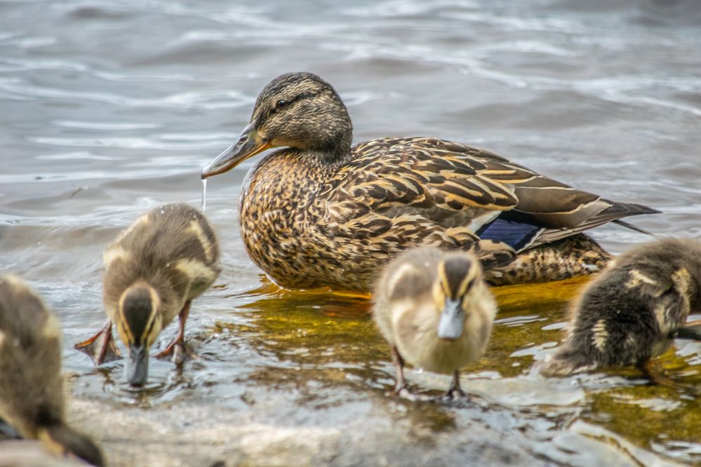 Photograph by Дмитрий Анисимов