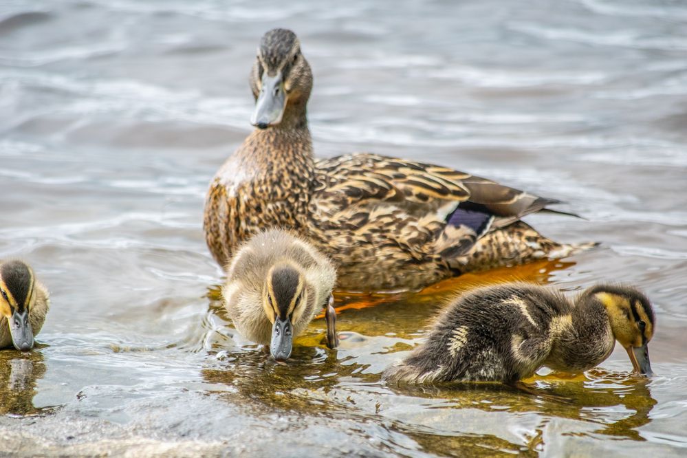 Photograph by Дмитрий Анисимов