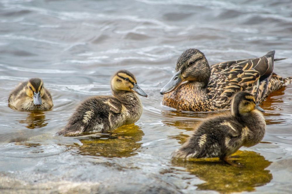 Photograph by Дмитрий Анисимов